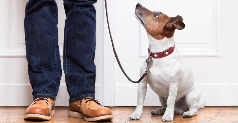 قوانین مرتبط با نگهداری سگ در آپارتمان (2)